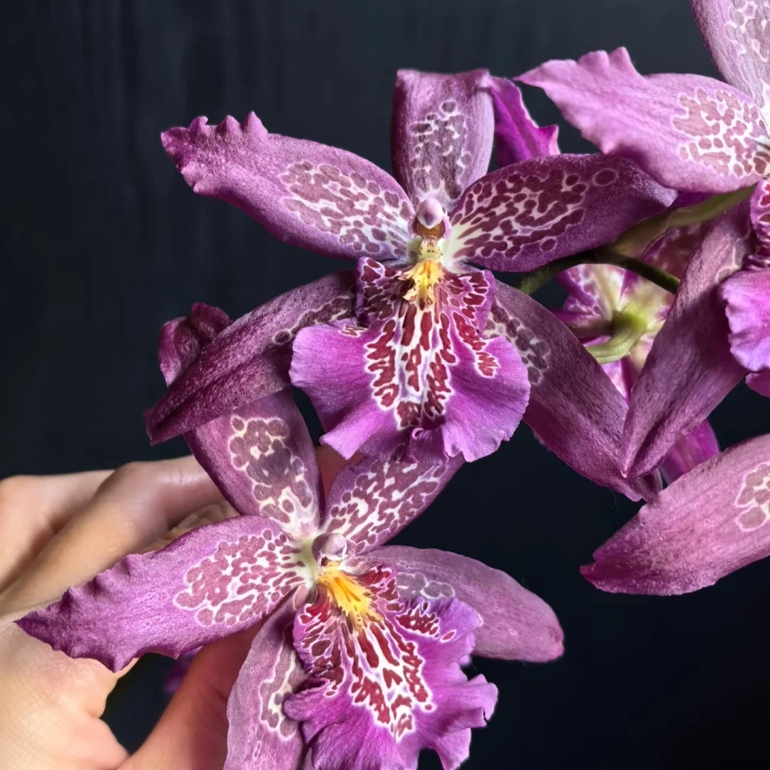 【红狐狸】大花文心兰 花期很长花朵很大 昆明直发