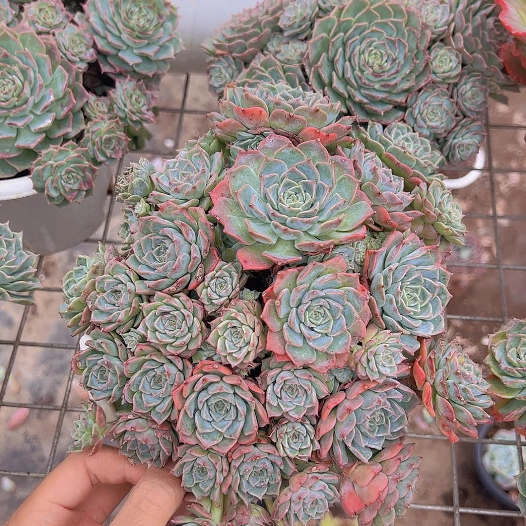 海滨格瑞多头大盆群生劳资带盆土