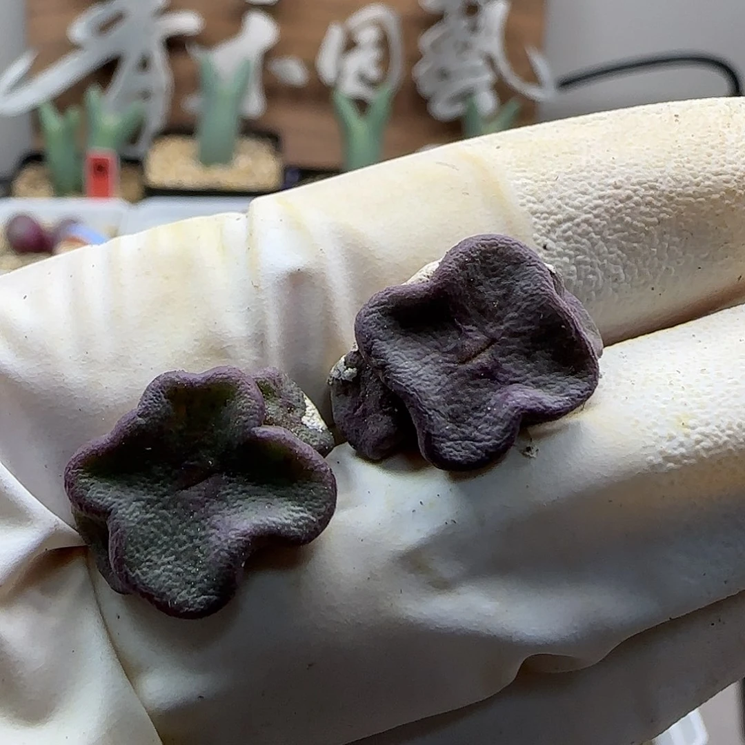 *****11-20-当天满38包邮花瓣方碗