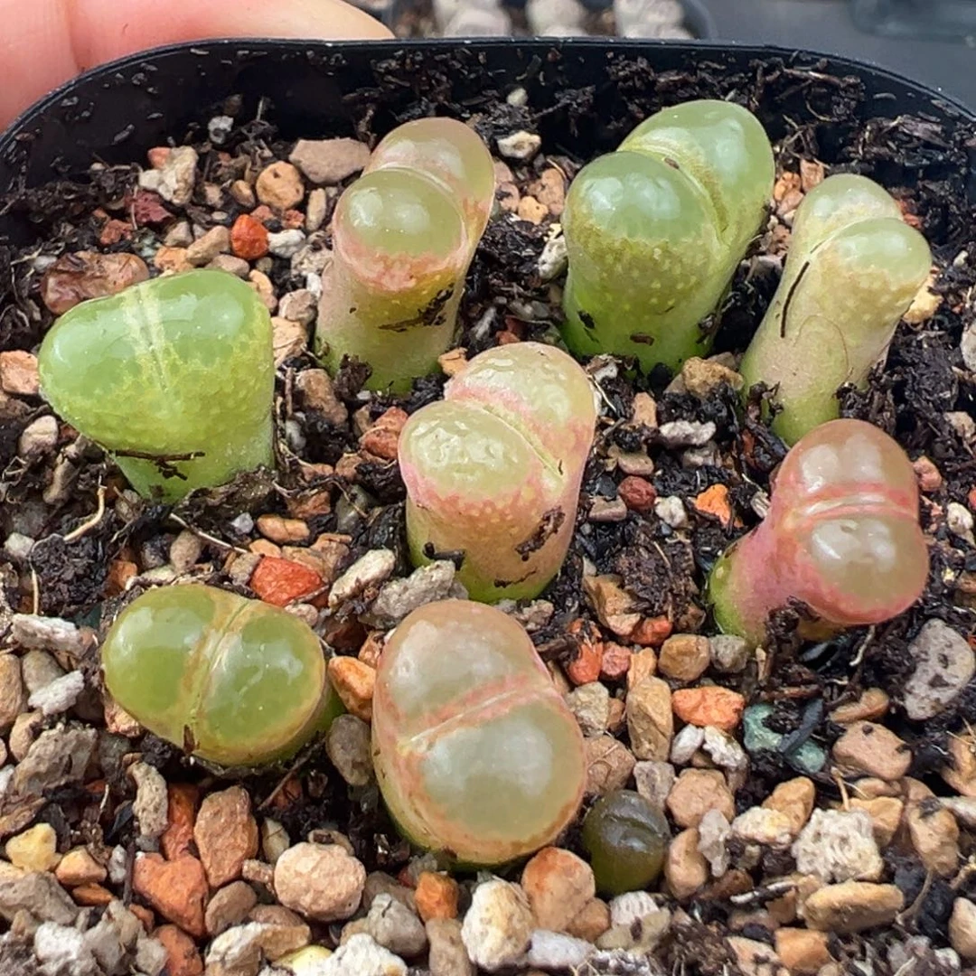 12.5好看的多肉脱土发货191