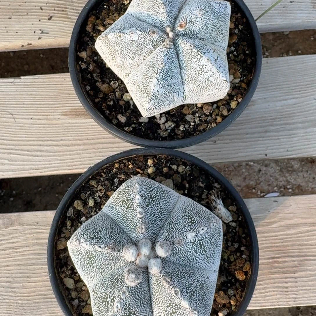 自根鸾凤玉仙人球多肉植物