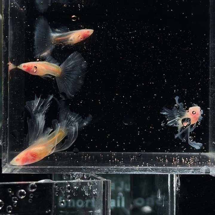 孔雀鱼玻璃体绣球两对