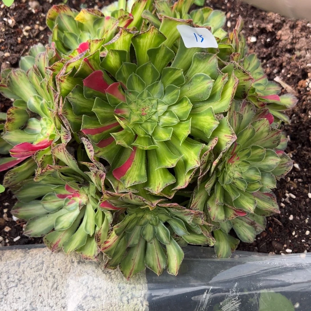 15知否多肉嘻嘻嘻