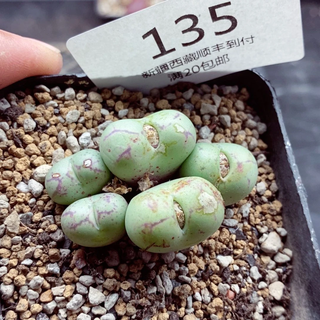 我的小姐姐们都是我135