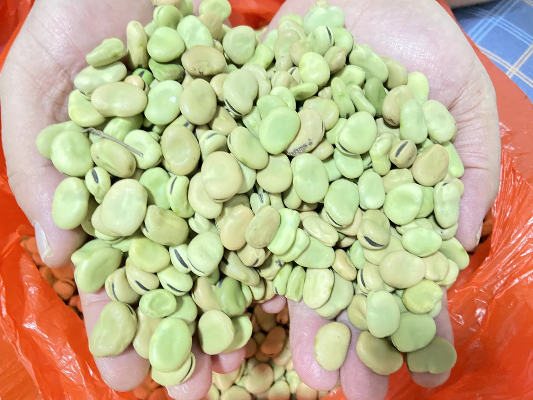 陈河九弯十八包胡豆(蚕豆)