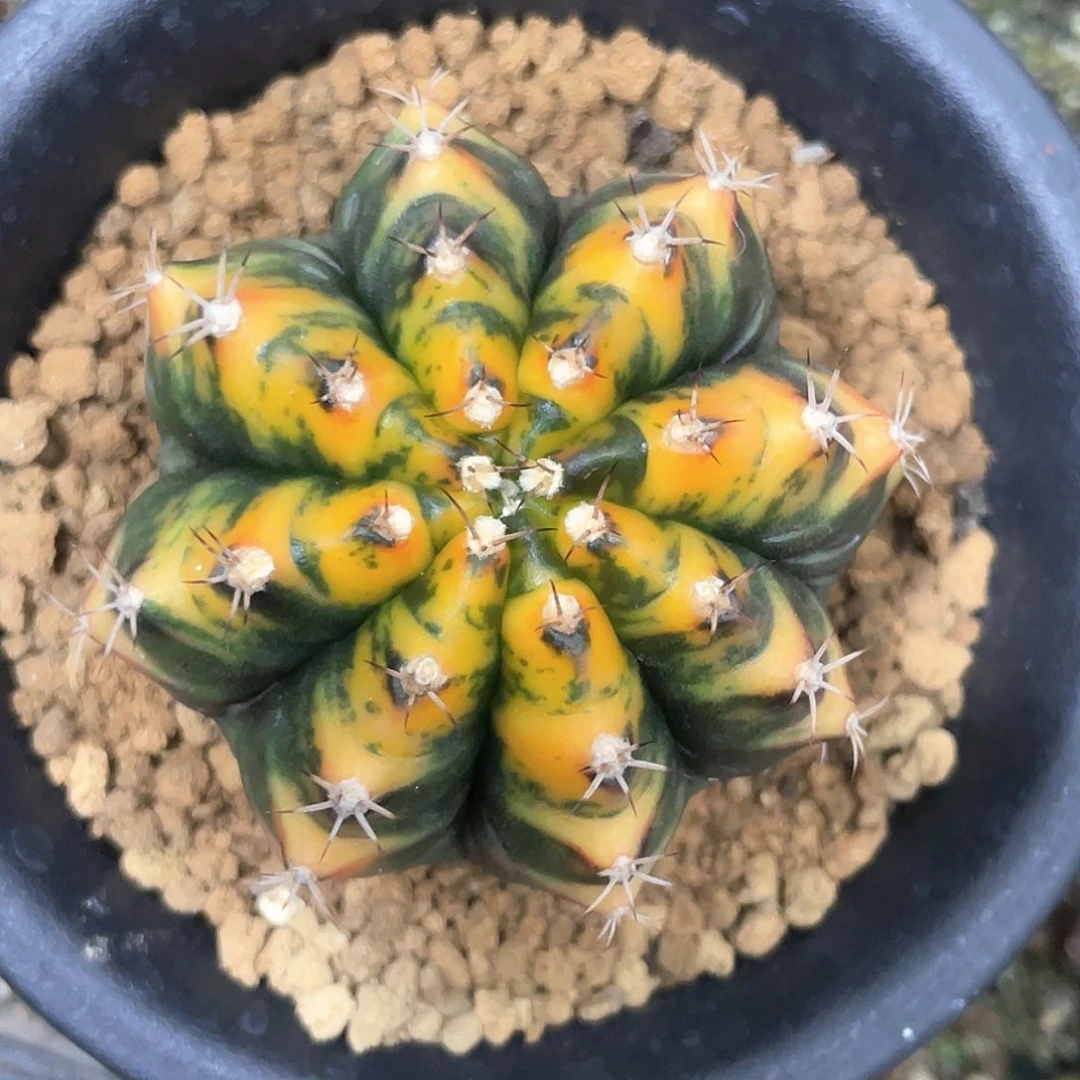 无花朵泰系实生根，复棱虎斑米哈锦