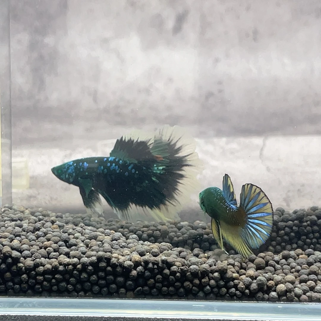 斗鱼不包邮首单补10运8