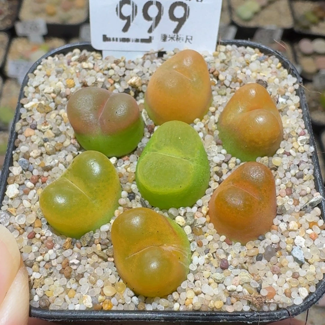 Ssss精品生石花999