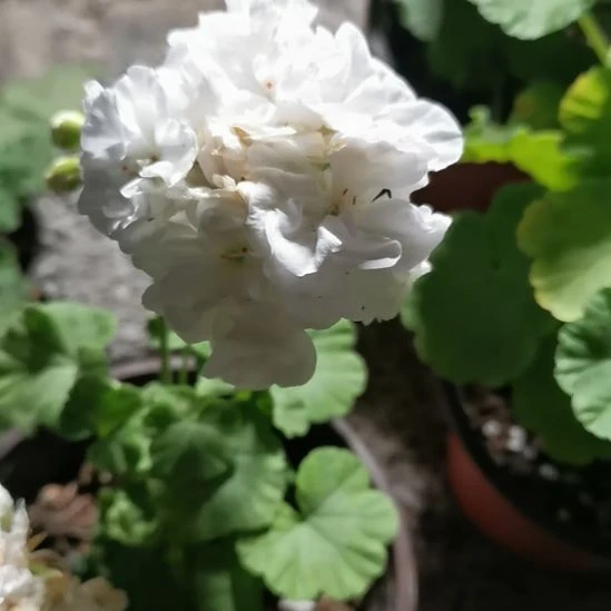 当前无花栽培后可以开花栀子花