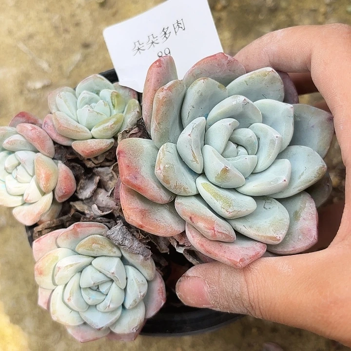 闪购89雨雨雨雨雨雨雨雨