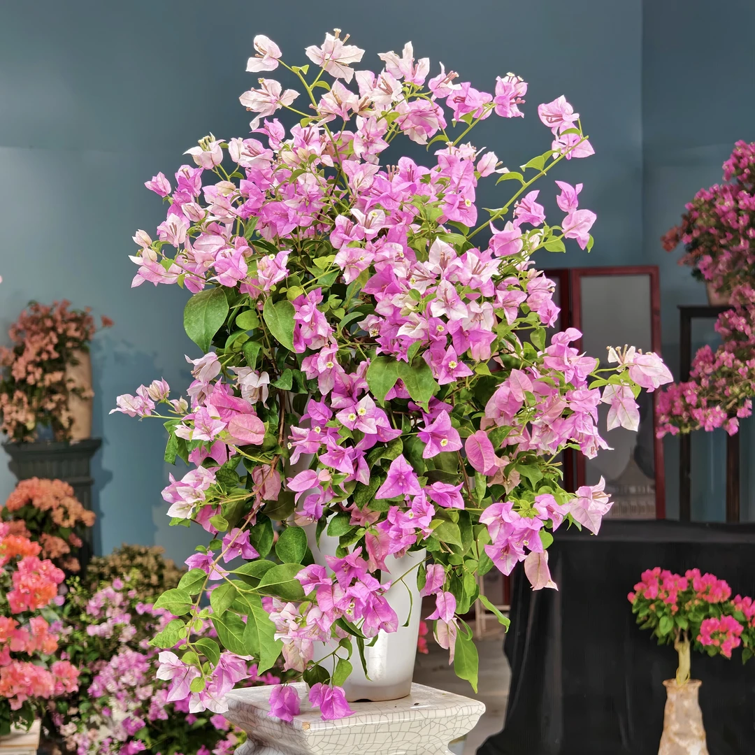 梦幻雪紫花瀑布三角梅盆景老桩侧飘勤花好养【艺景园美美】