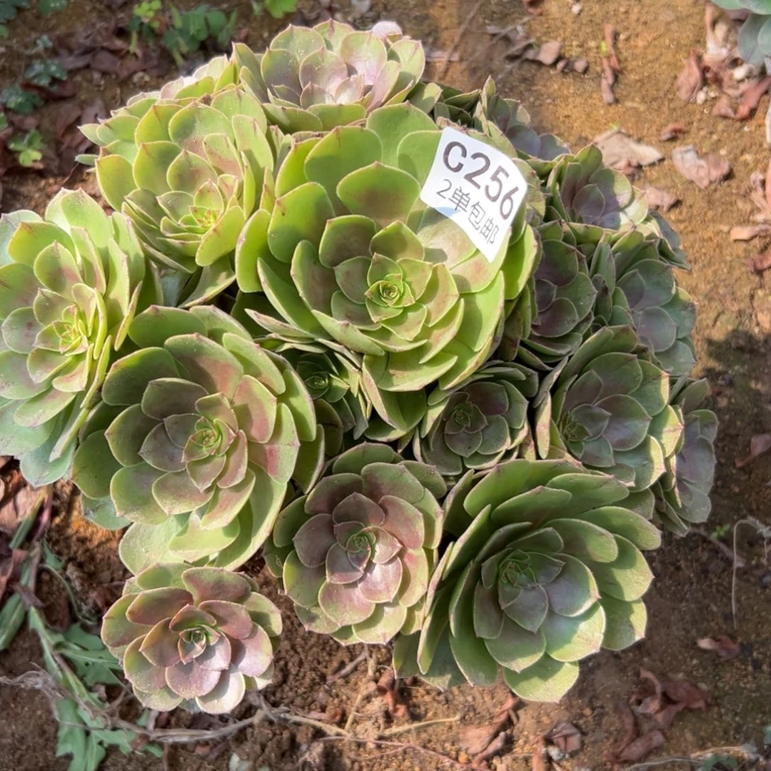 256多肉   万拉丝不包断头