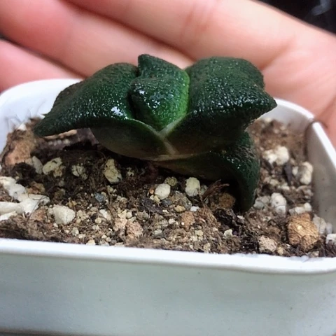 军配蜗牛带盆发货