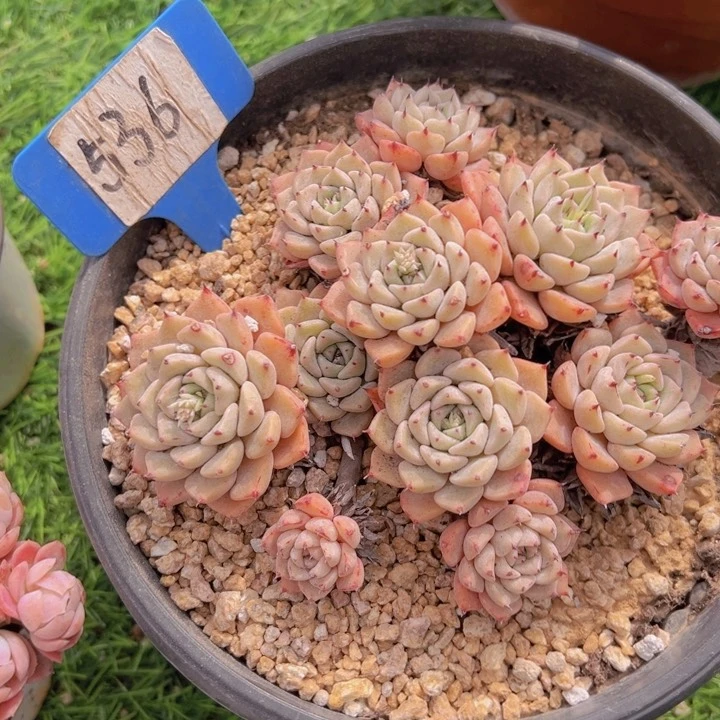 健健康康平平安安