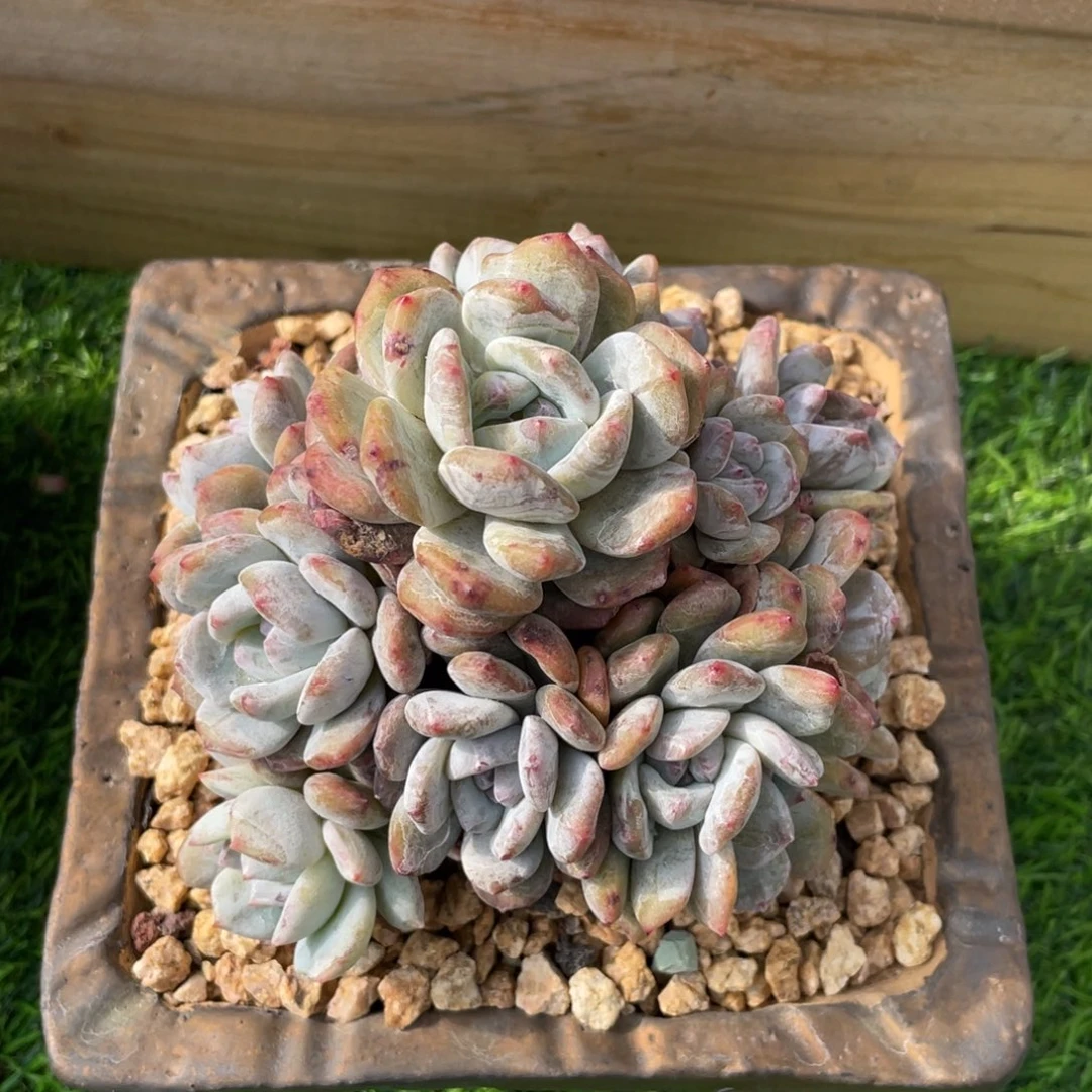 星影石化 12头手捧花 多肉植物