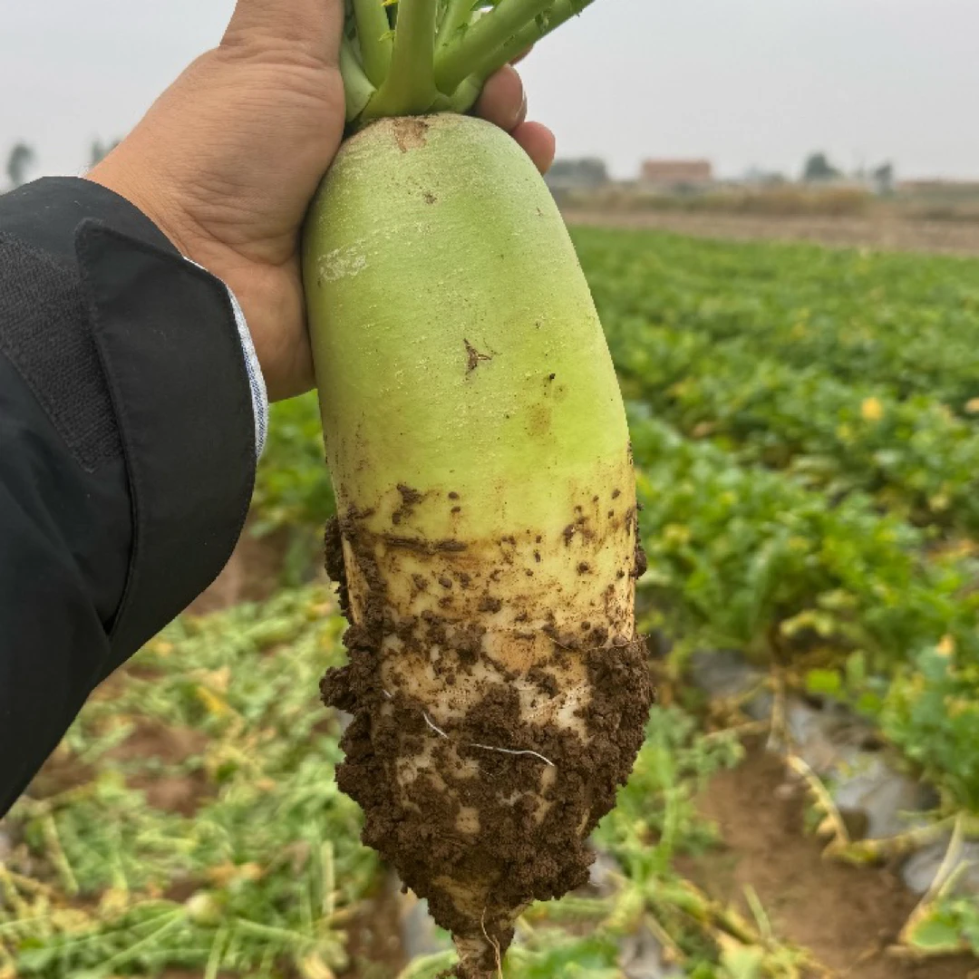 山西太行山高山清甜润心白萝卜农家自产地头新鲜蔬菜备用