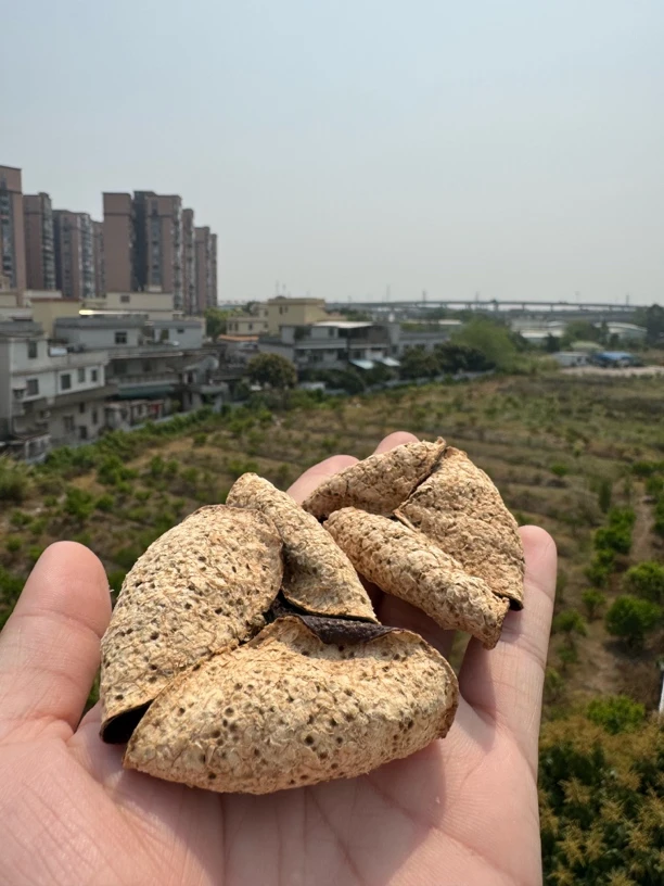 【收藏款】2019年东甲大红皮棉柔咸香精品卷花皮