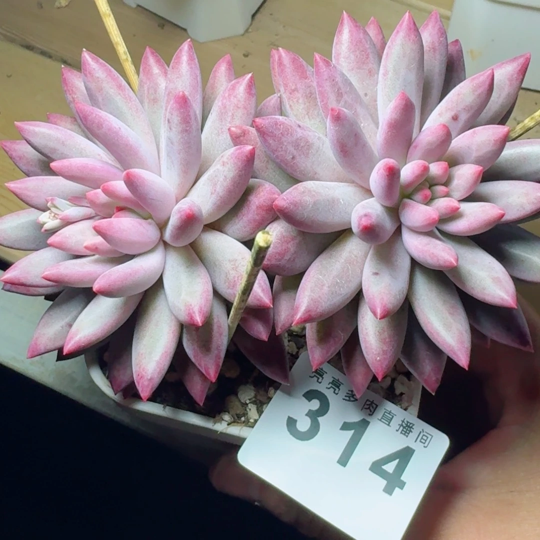 想***重车厘子      愿你一路坦途，乘风破浪展宏图