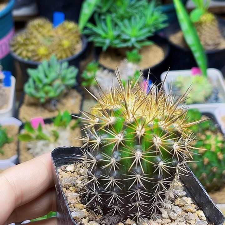 逆龙玉实生球一颗4.3公分