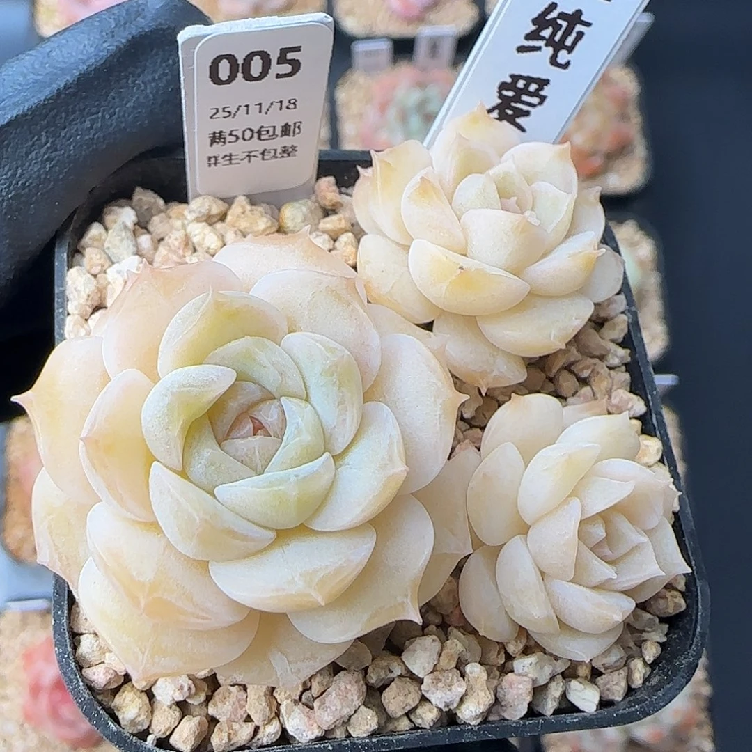 005  纯爱   5厘米盆