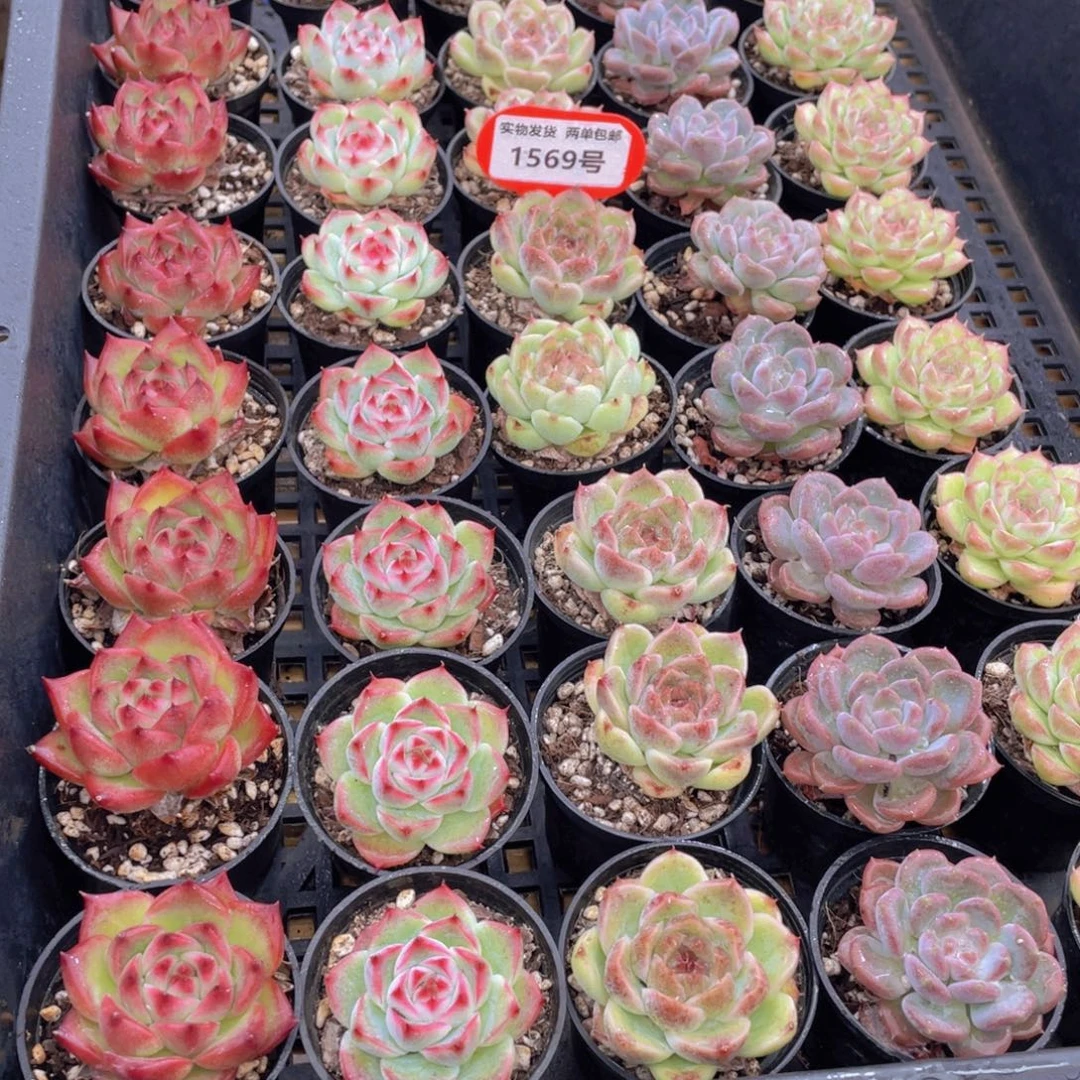 1569号 精美组合单头5个