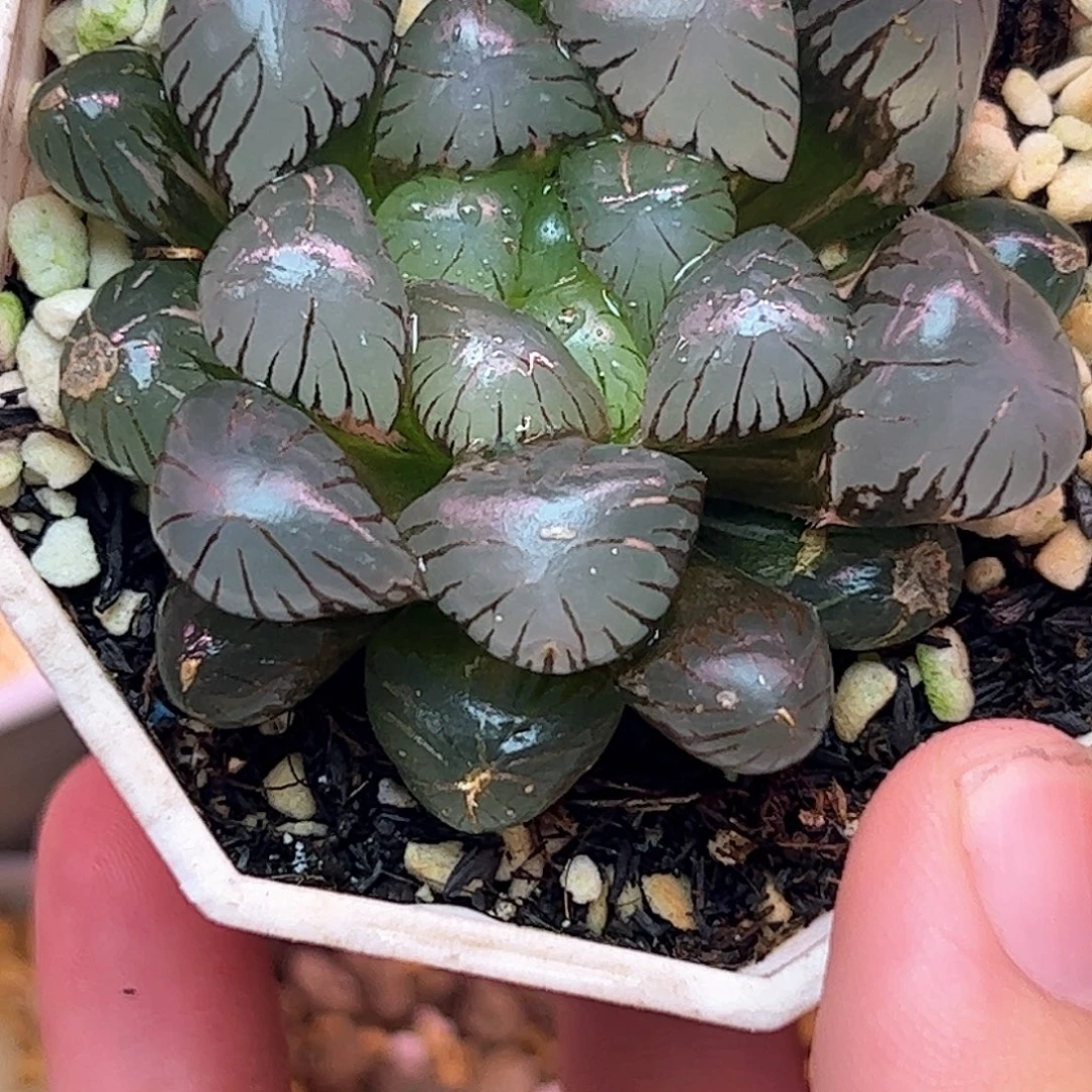 孔明灯锦十二卷多肉