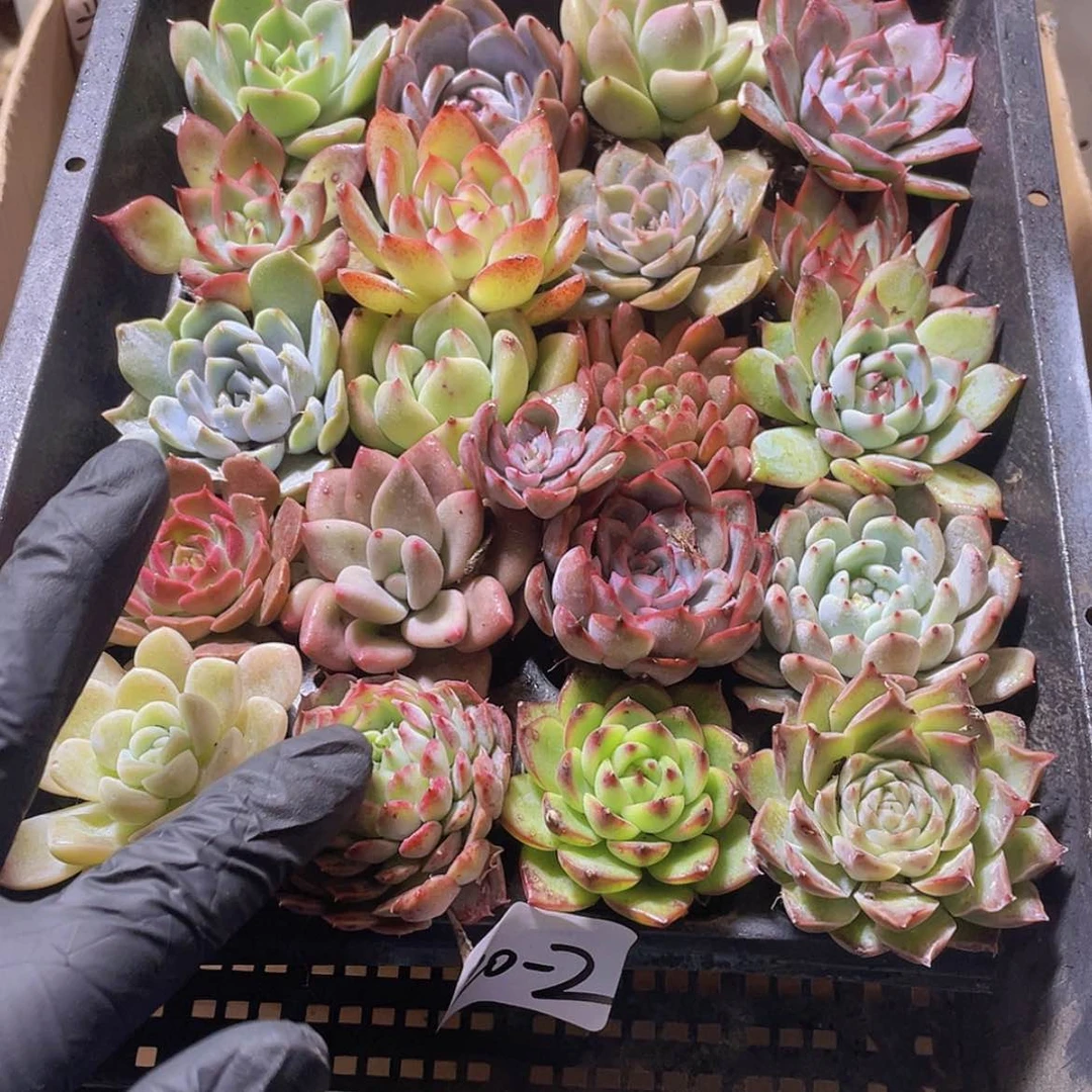 【闪购商品】20颗-2