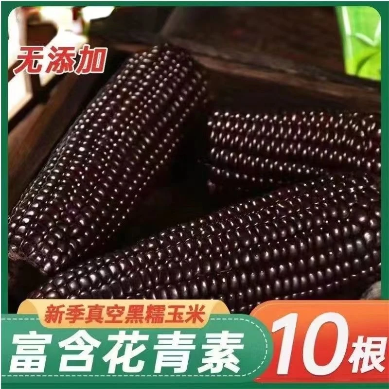 新鲜东北黑糯玉米营养健康老人小孩代餐早餐真空独立包装软糯香甜