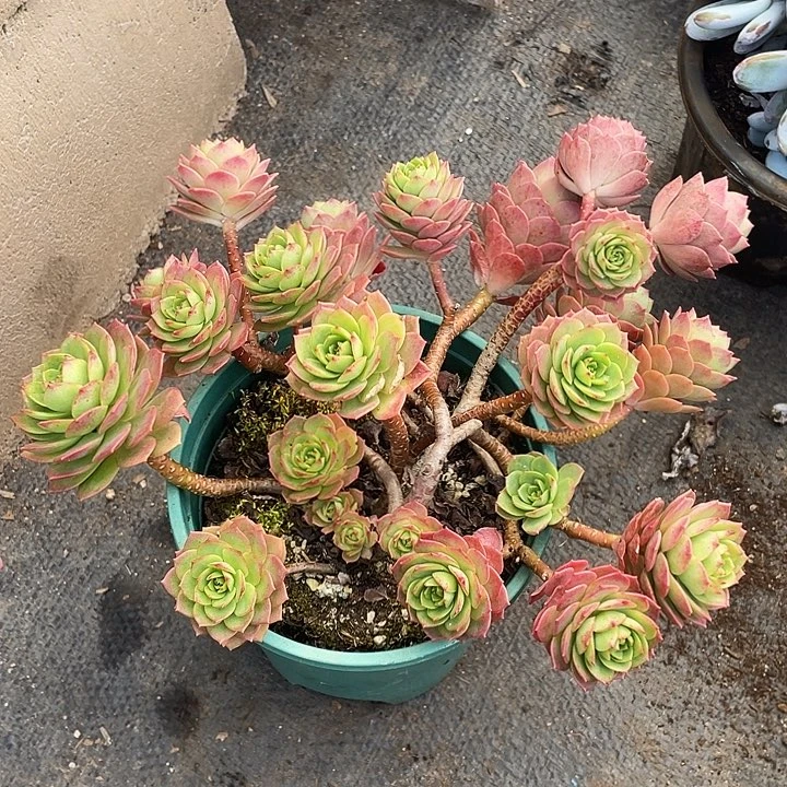 整装控养绿蔷薇24脱土发