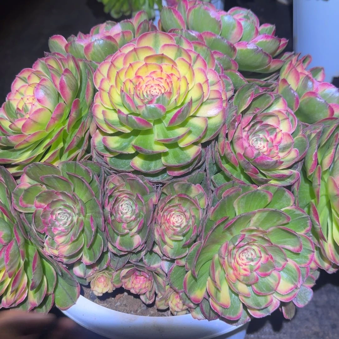 沉***达无花朵cnxnxnnxxnnxnxzs