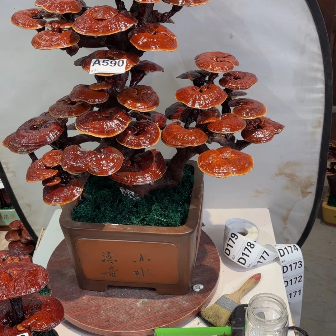 灵芝888888888888888888