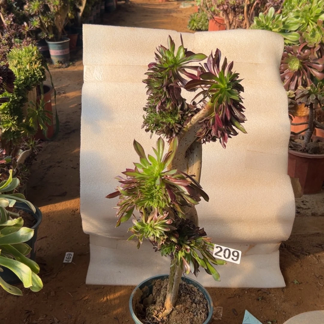 微瑕疵黑缀209高度47厘米