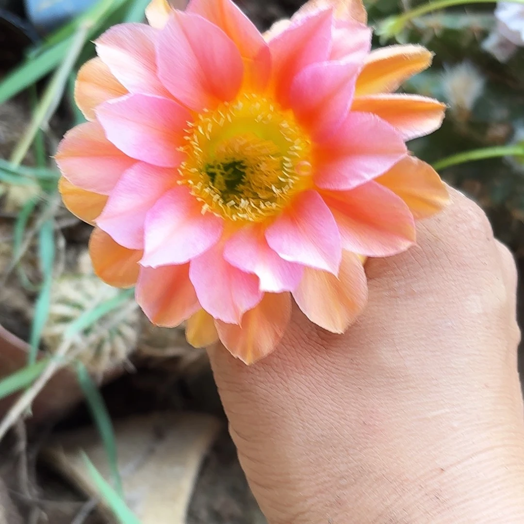 158 有根摘花脱土瑕
