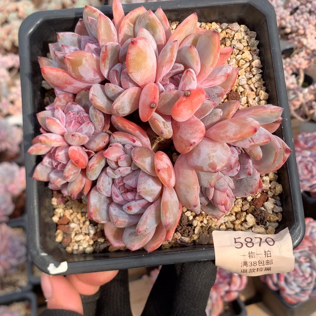 13厘米10头有砍紫皮石榴籽 5870