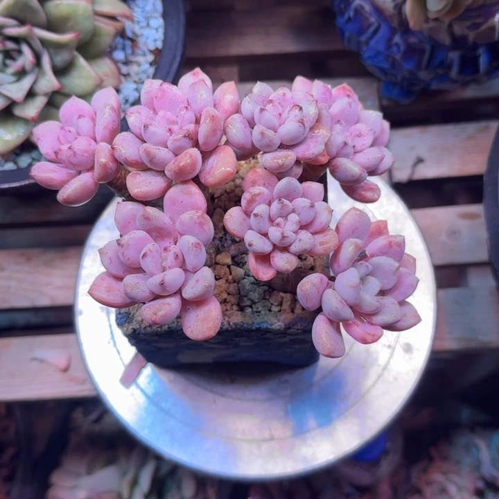 花瓣路多肉植物dgxhghbj