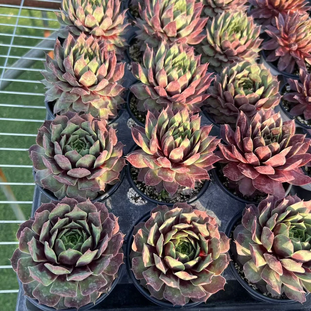 9厘米盆  大头 红宝石之心 大型品种 带盆栽好发货