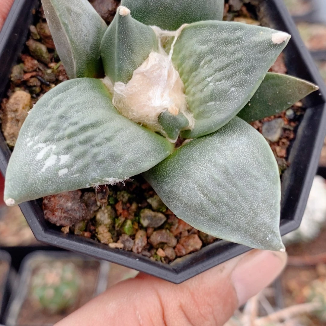 底部微瑕牡丹实生6.5公分