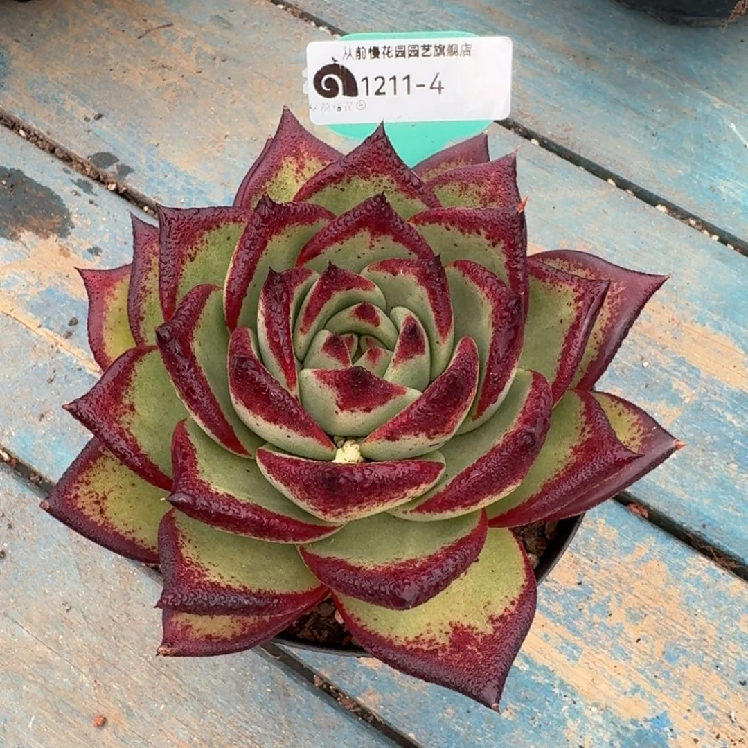 从前慢花园多肉编号1211-4