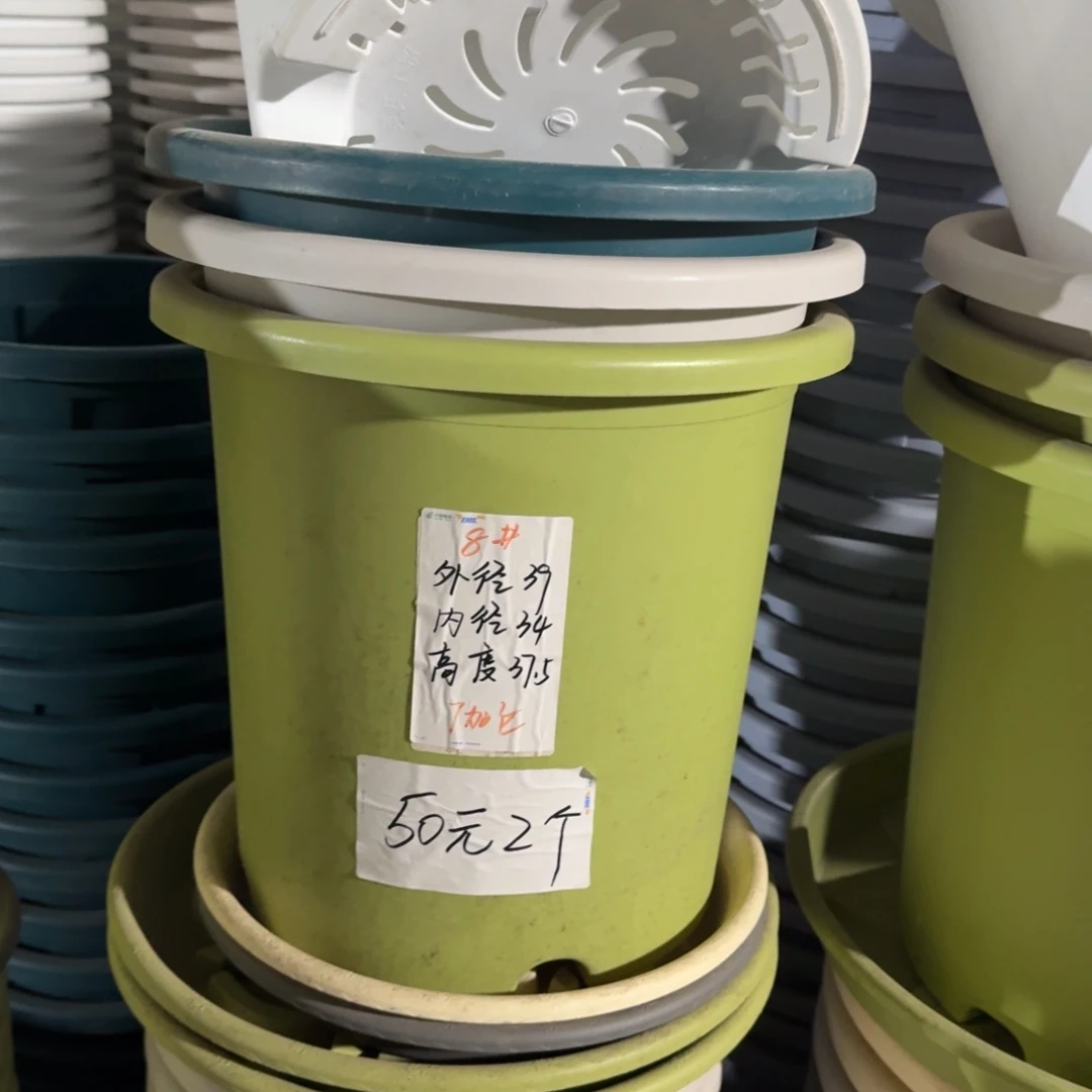 四季8#口径39无拖果绿3个