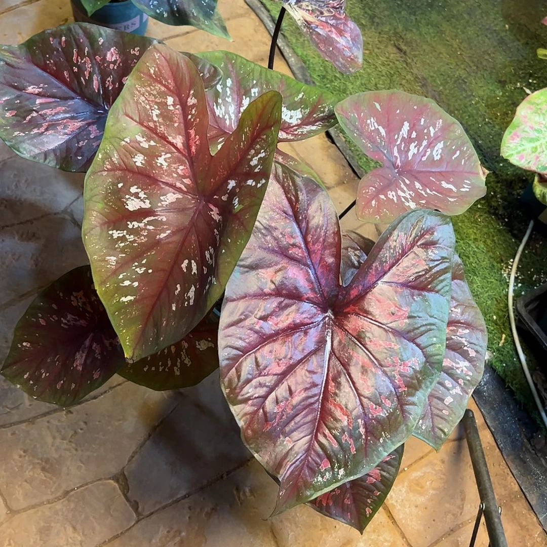 无花朵超大球泰彩花脸56