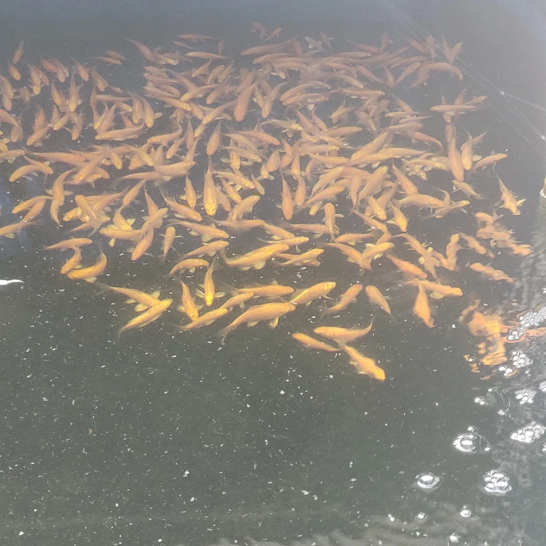 精品蝴蝶鲤 红苗5-10cm(3条)