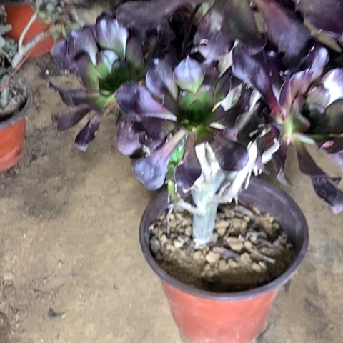 巫毒多肉植物法师19