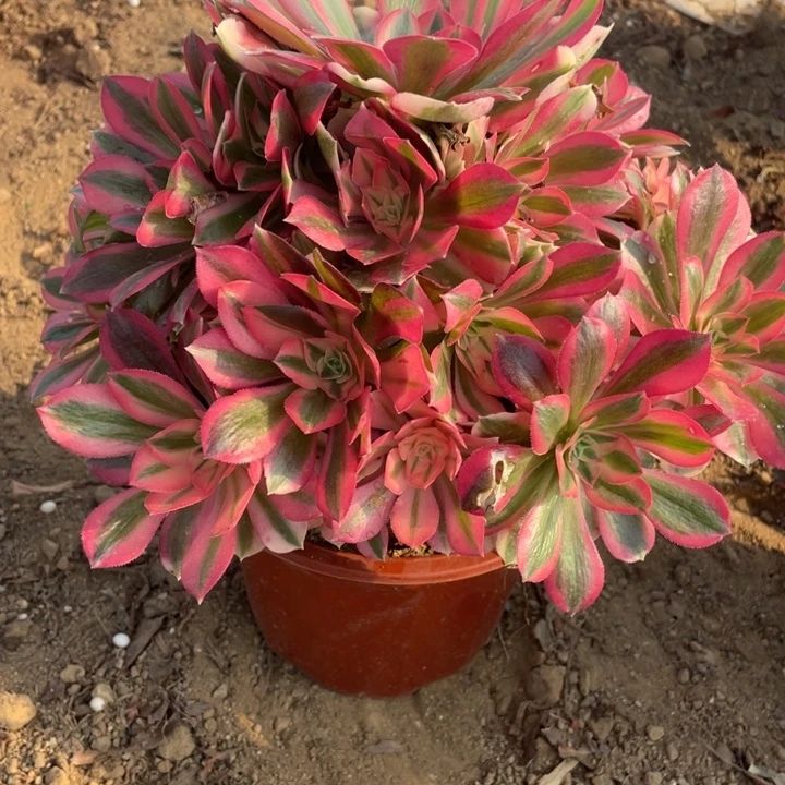 无花朵358粉女巫多肉植物