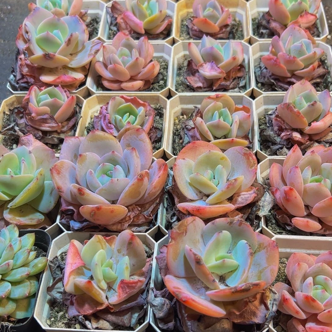 247吃吃吃吃吃吃vv