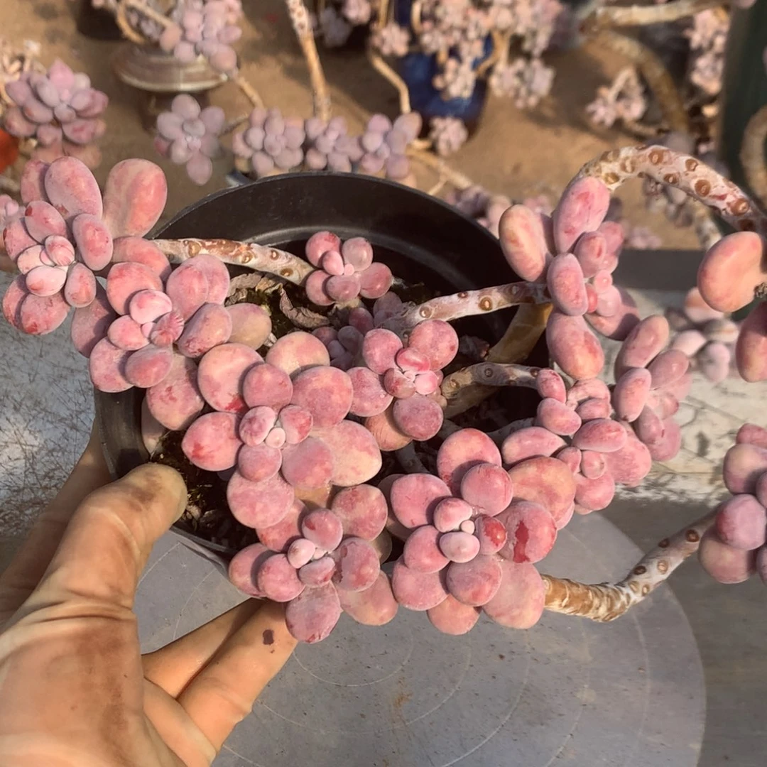 桃蛋老桩不带盆5号