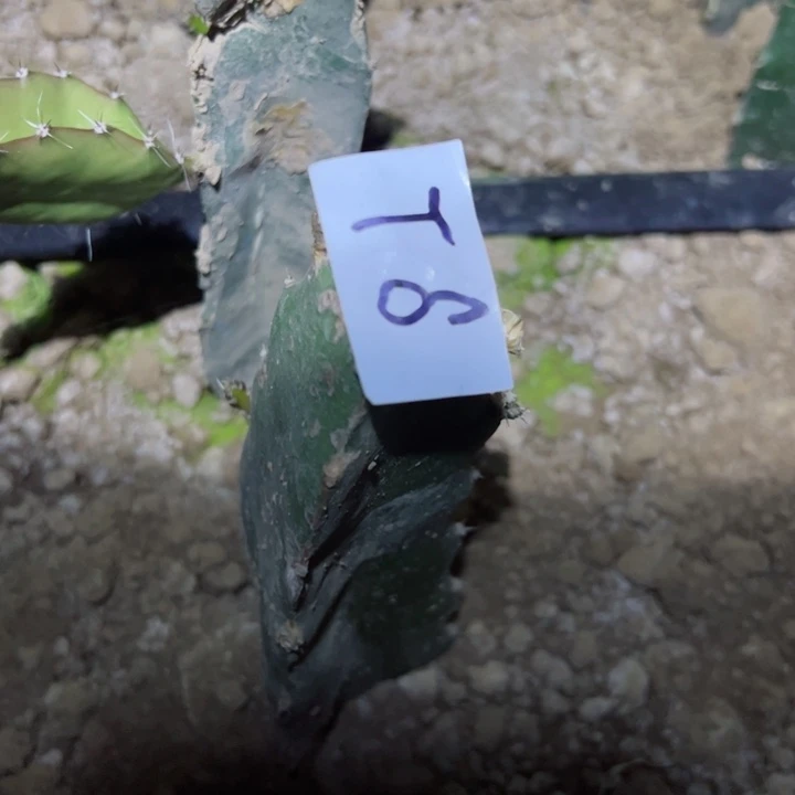 .***.T6六颗火龙果24