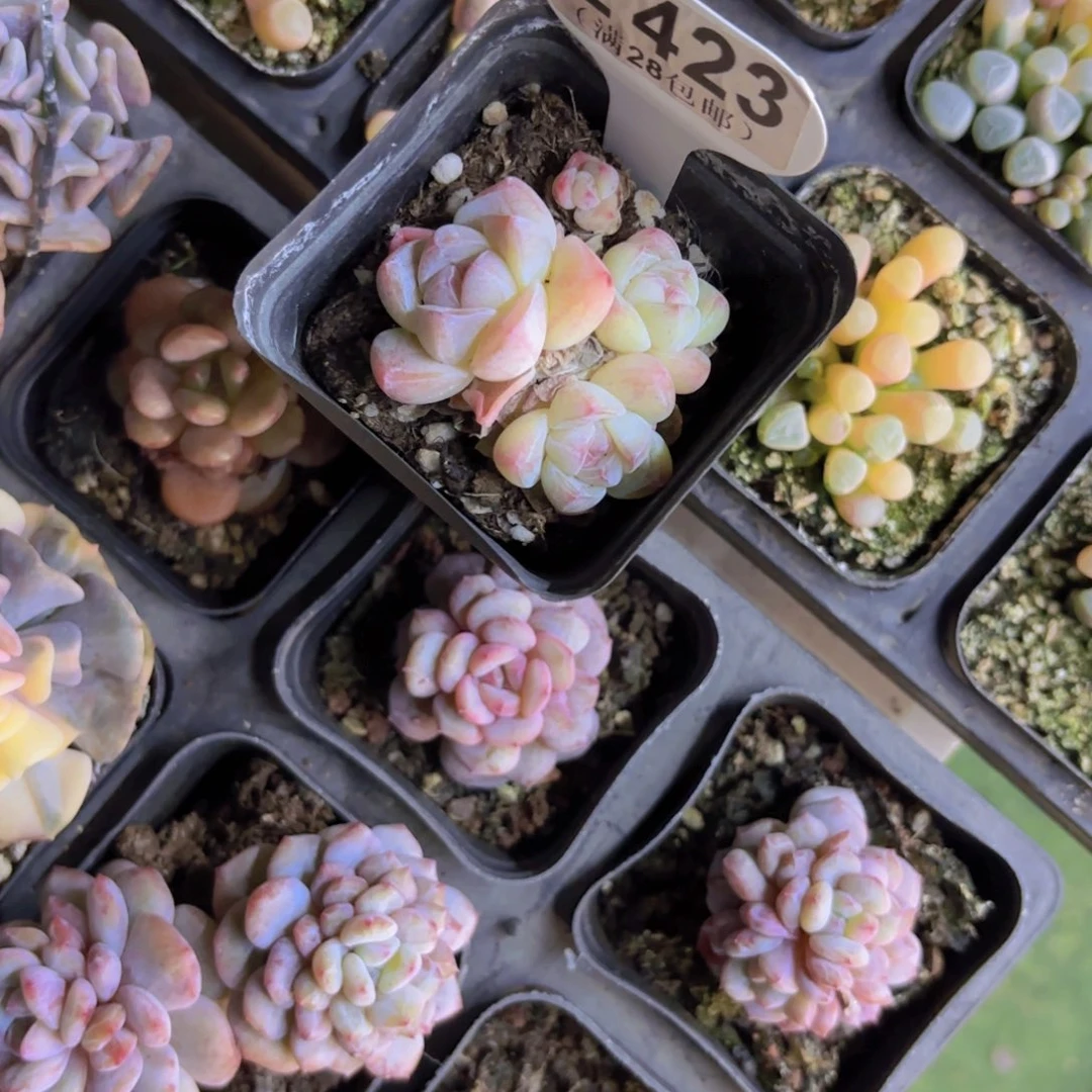 E423白底冰玉一物一拍