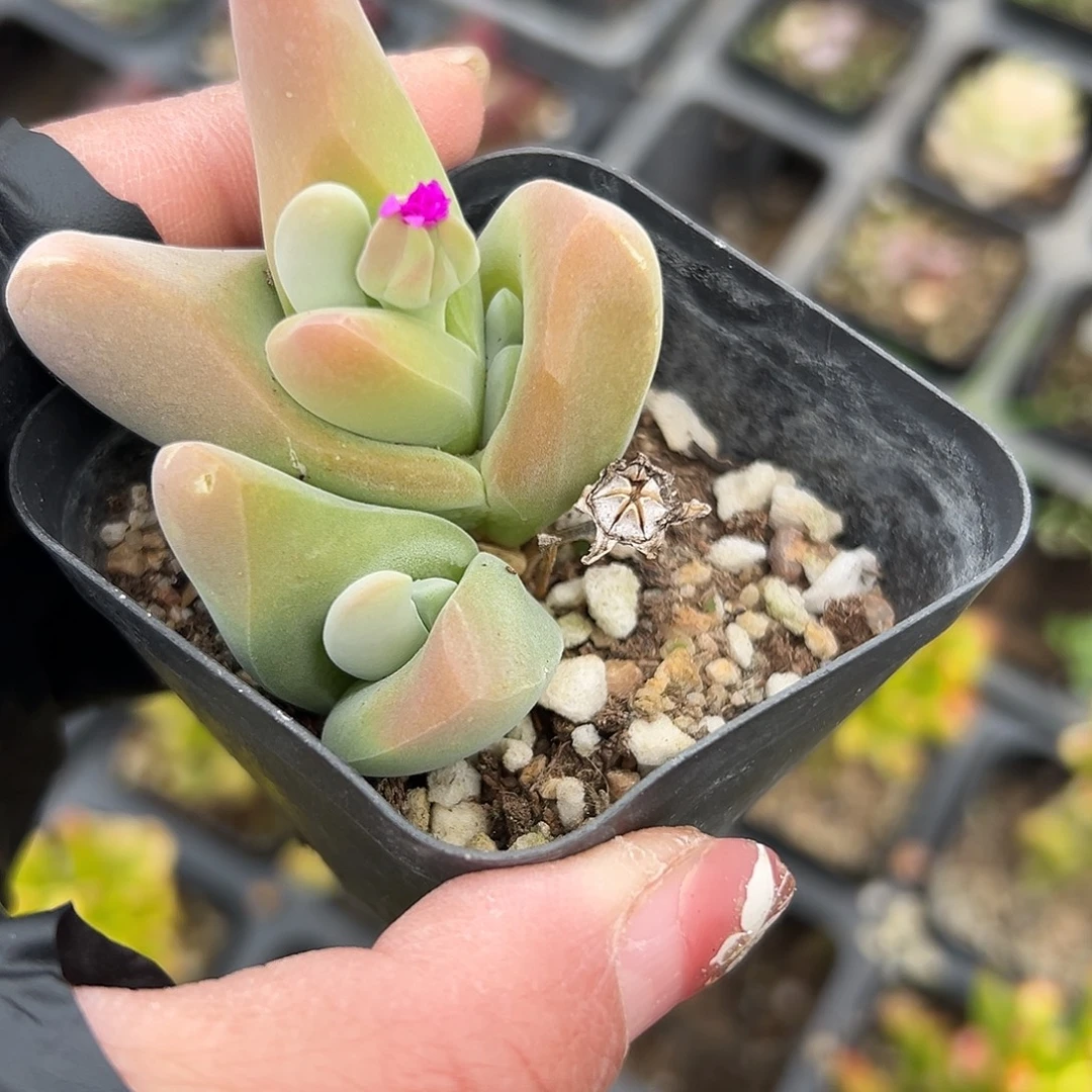 多肉植物大白鲨开花