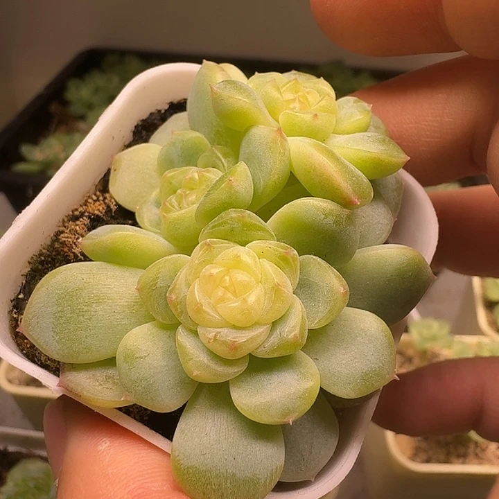 孤品甜心三头福利朵朵