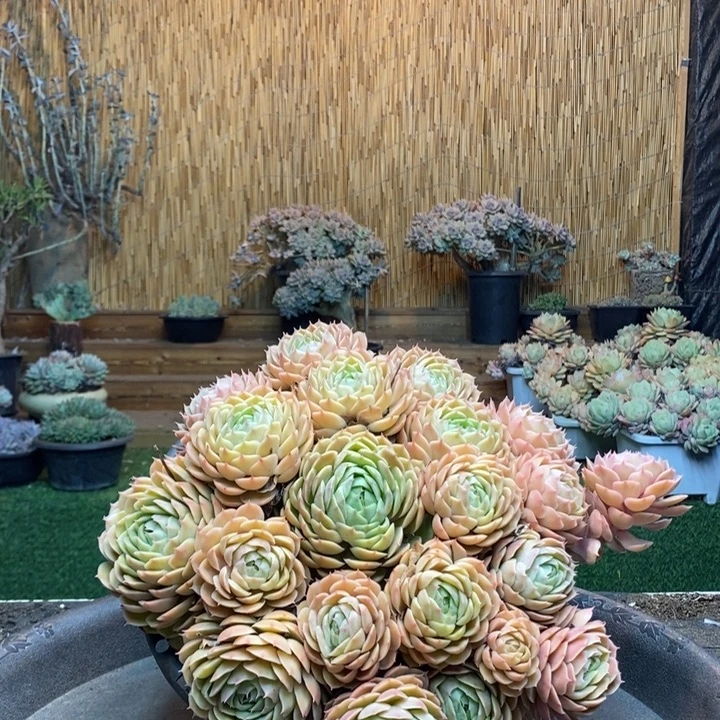 ღ***ঐ148 号昂斯诺多肉植物